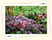 Persian Shield (Strobilanthes)