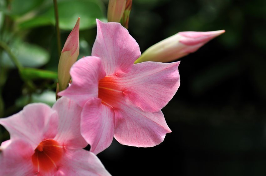 Pink Mandevilla