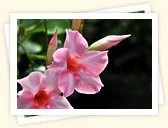 Pink Mandevilla