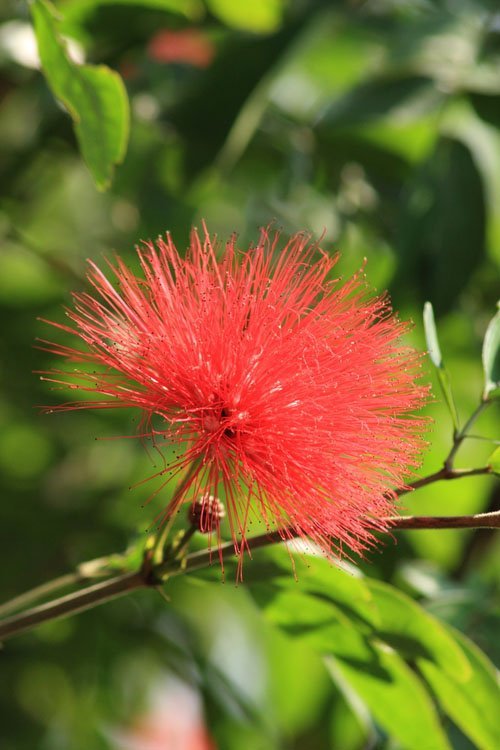 Pink Powderpuff