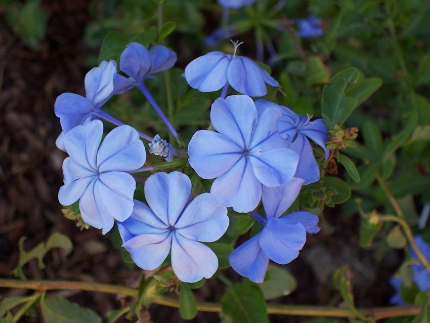 Plumbago