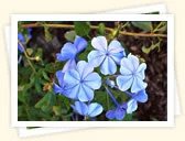 Plumbago (Plumbago auriculata)