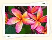 Plumeria