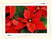 Poinsettia (Euphorbia pulcherrima)