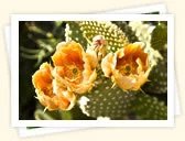 Prickly Pear (Opuntia ficus-indica)