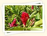 Red Ginger (Alpinia purpurata)