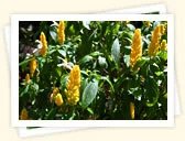 Shrimp Plant (Justicia brandegeana)