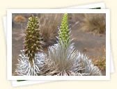 Silversword (Argyroxiphium sandwicense)