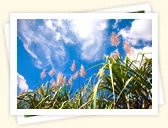 Sugarcane (Saccharum officinarum)