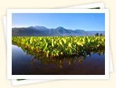 Taro (Colocasia esculenta)