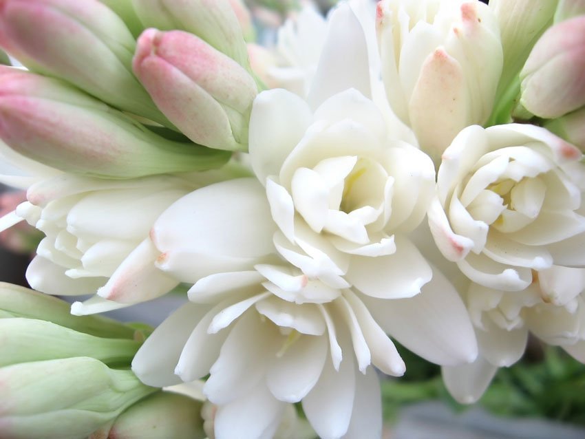 Tuberose