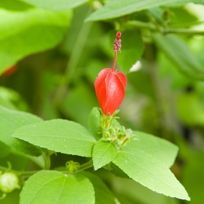 Turks Cap