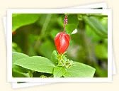 Turks Cap (Malvaviscus arboreus)