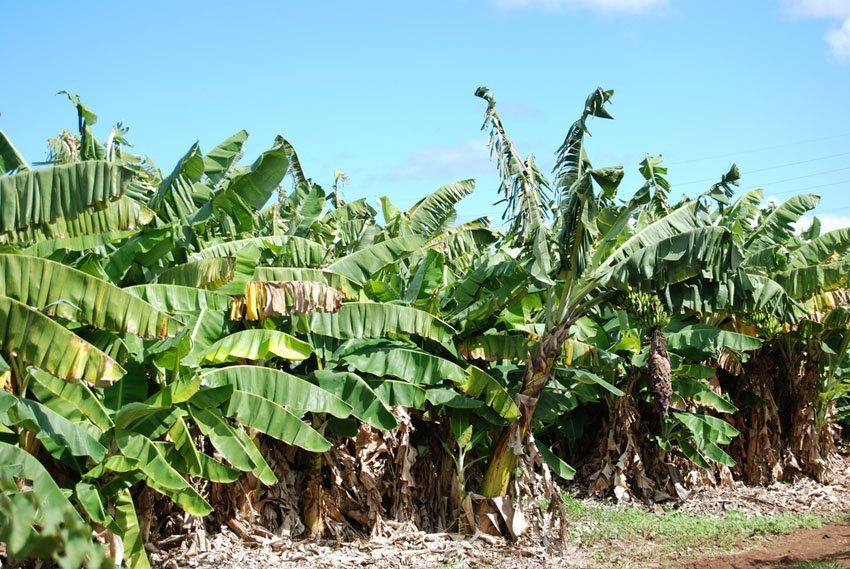 Banana Plantation