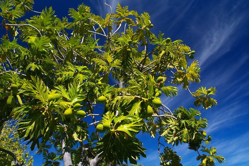 Breadfruit tree