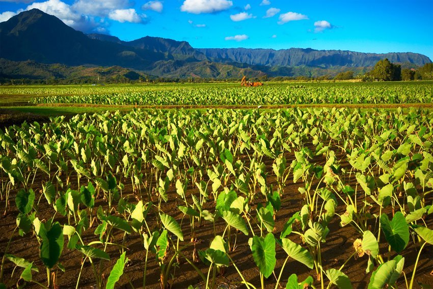 Taro field