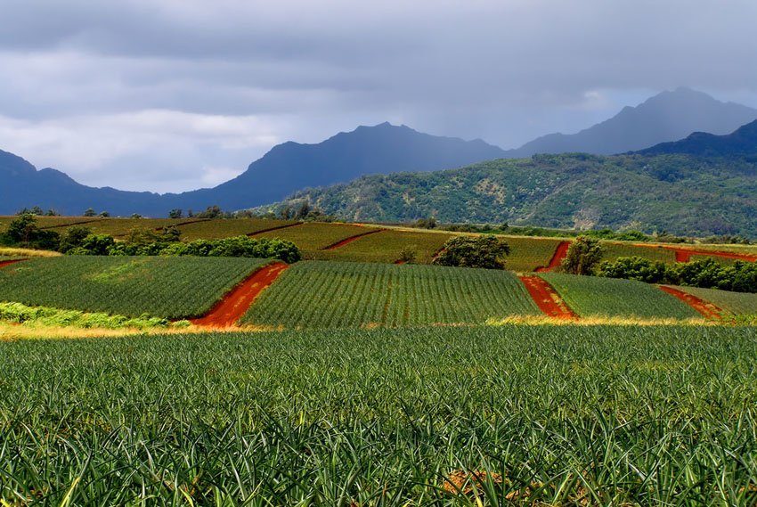 Pineapple fields