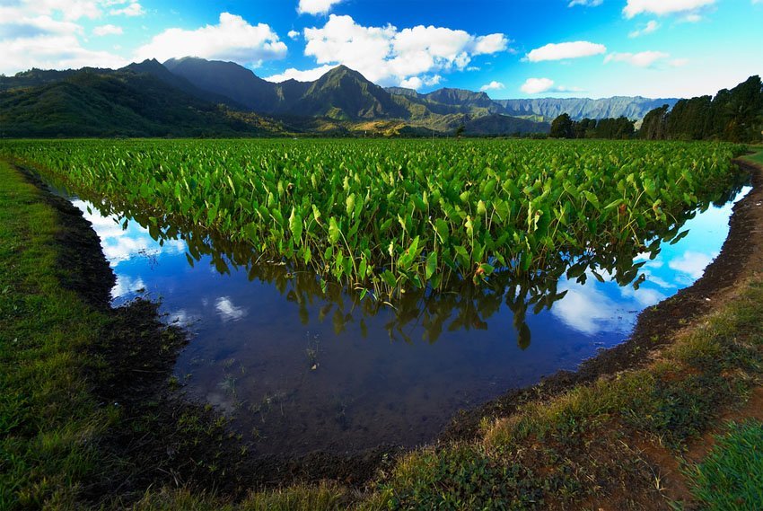 Taro fields