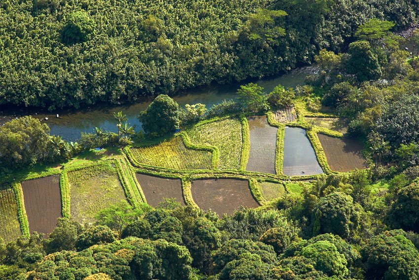 Rice fields in the woods