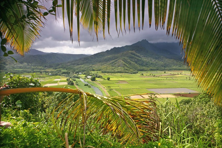 Taro fields