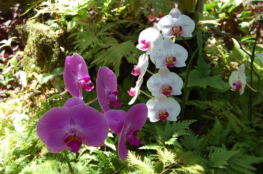 Big Island orchid