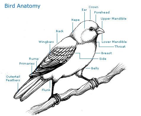 bird anatomy