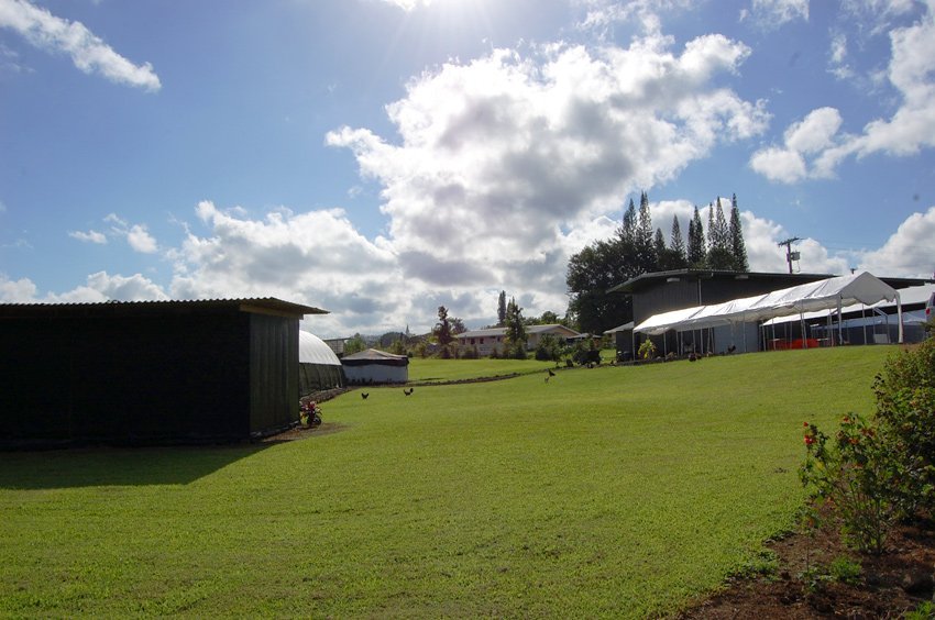 Big Island coffee farm