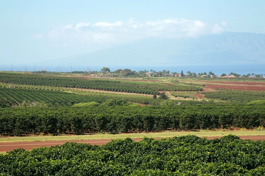 Maui coffee farm