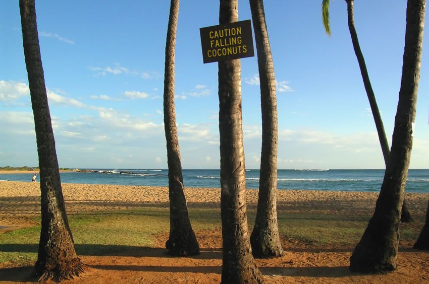 Watch out for falling coconuts