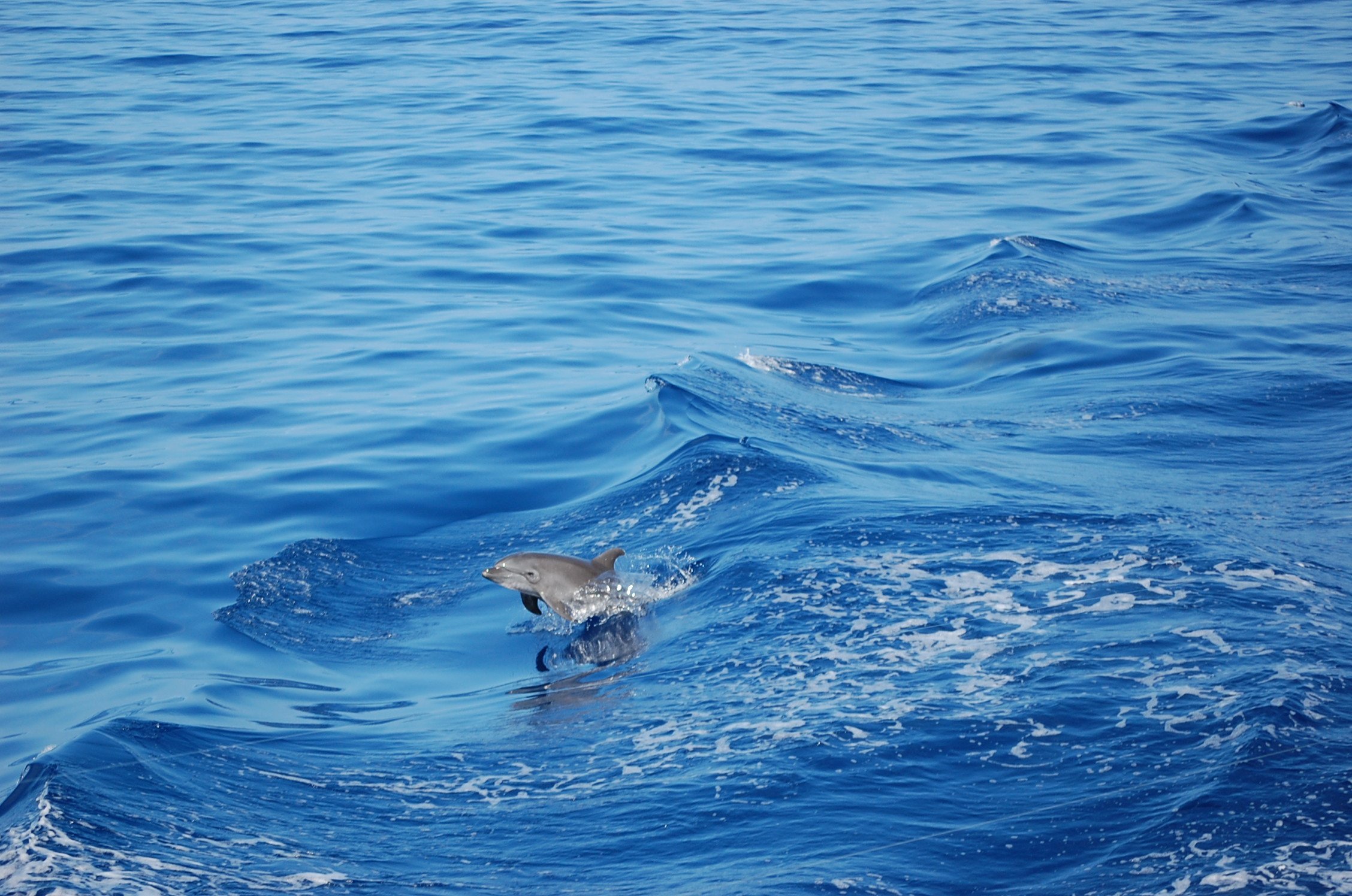 Big Island dolphin