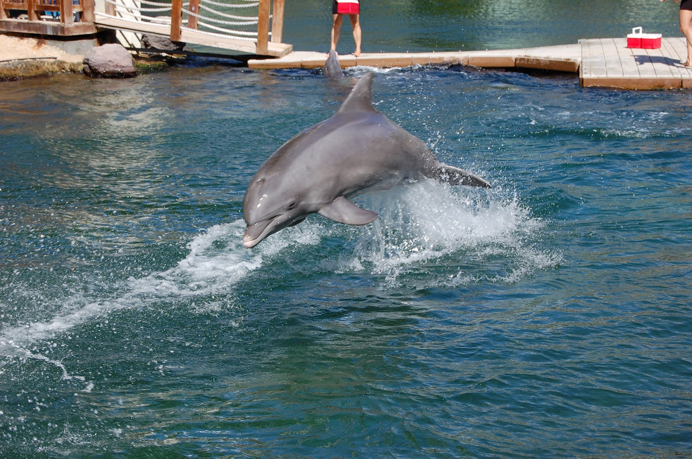 Happy dolphin