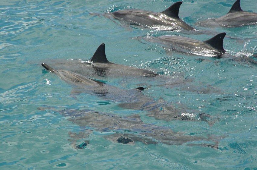 Spinner Dolphins