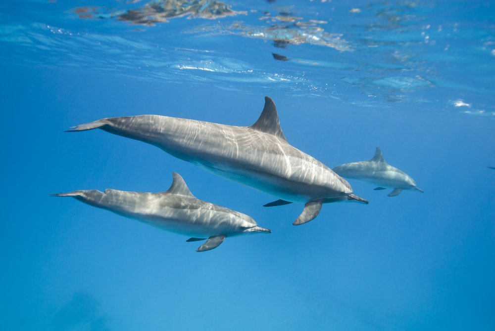 Hawaii Swimming with Dolphins