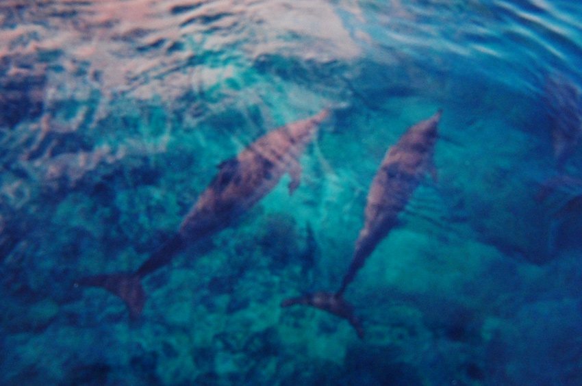 Spinner Dolphins