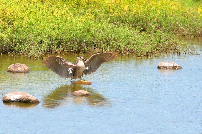 Black-crowned night heron