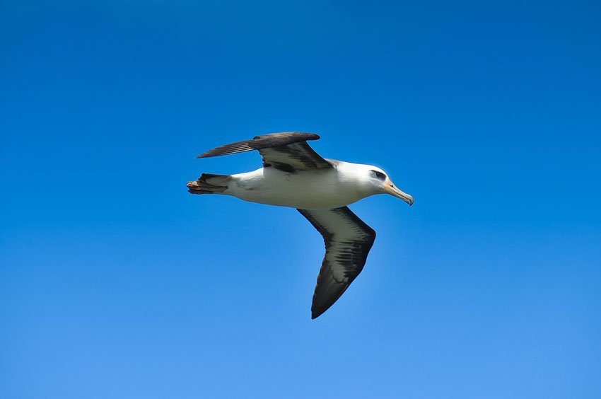 Hawaiian albatross