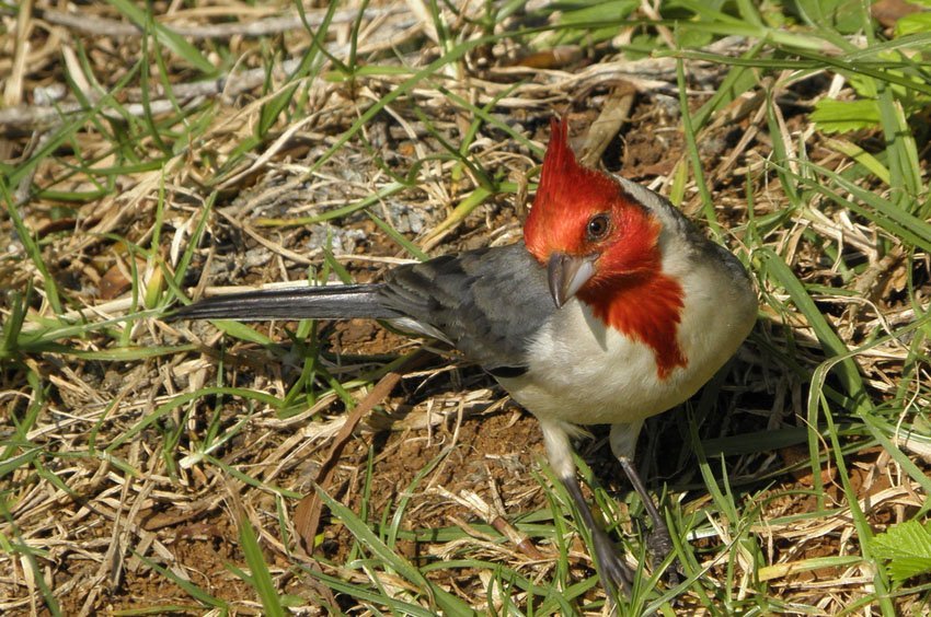 Hawaiian red-crested cardinal