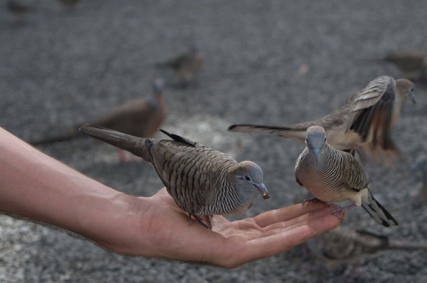 Hawaiian zebra doves