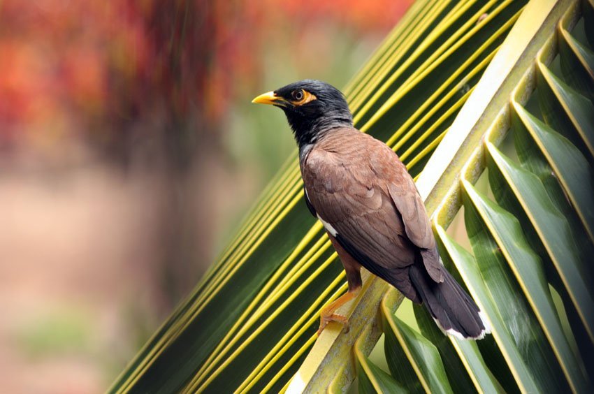 Mynah bird