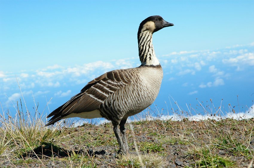 Nene endangered Hawaiian goose