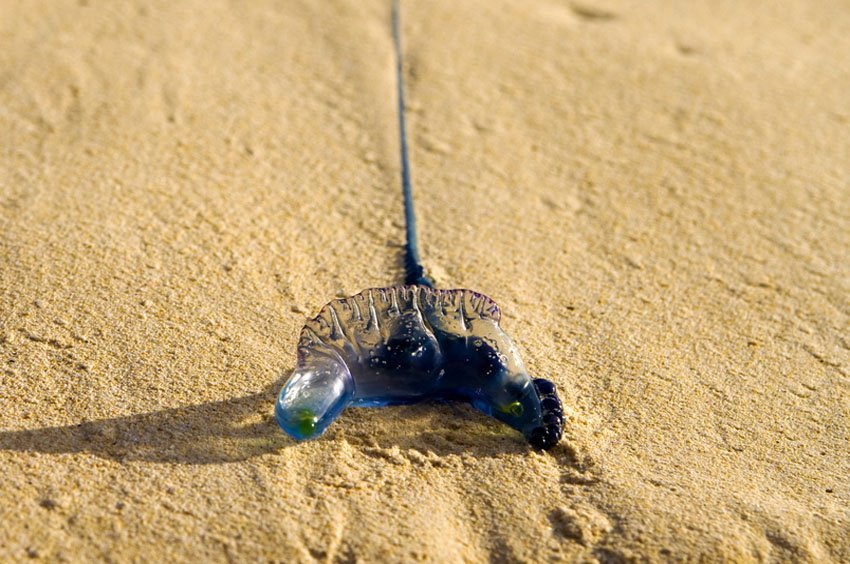 Portuguese Man-of-War