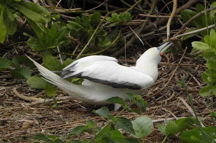 Red-footed boobie