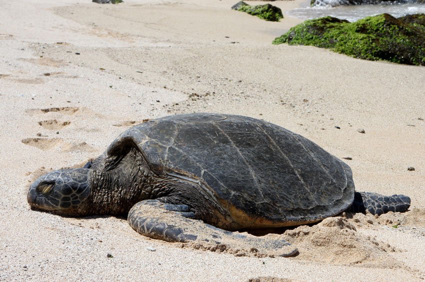 Sleeping green sea turtle