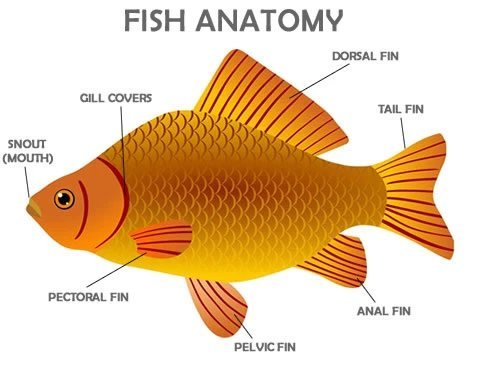 fish anatomy