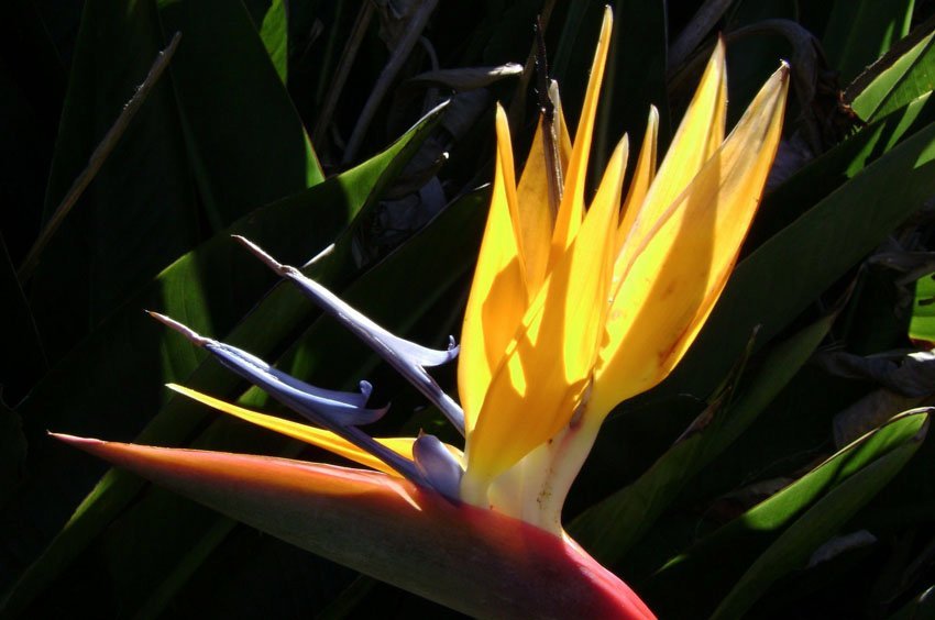 Bird of Paradise