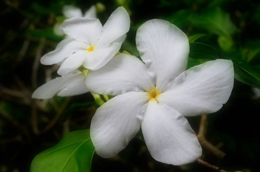 Gardenia