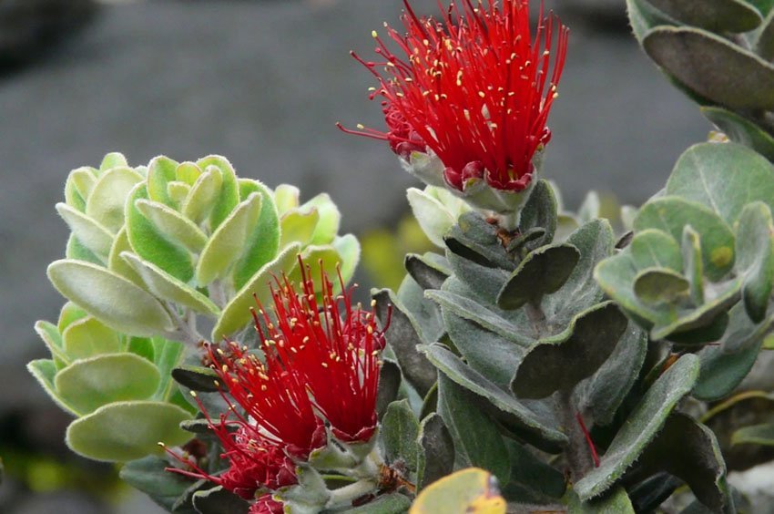 Lehua Blossoms