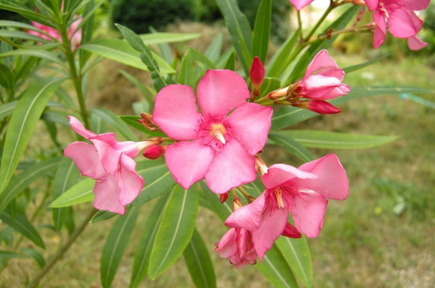 Oleander