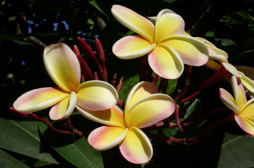 Plumeria