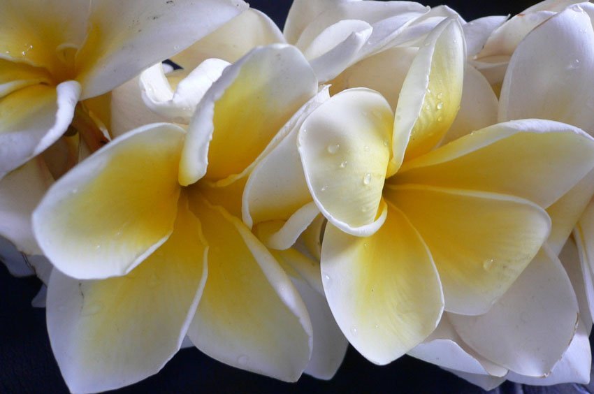 Plumeria lei flowers